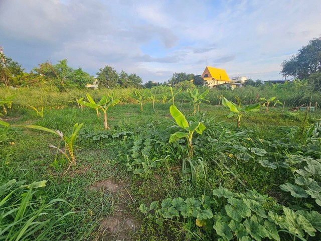 รูป TD1004 ขายที่ดินแปลงงาม : เพชรเกษม 77 รุงเทพมหานคร - รูปที่ 2/8