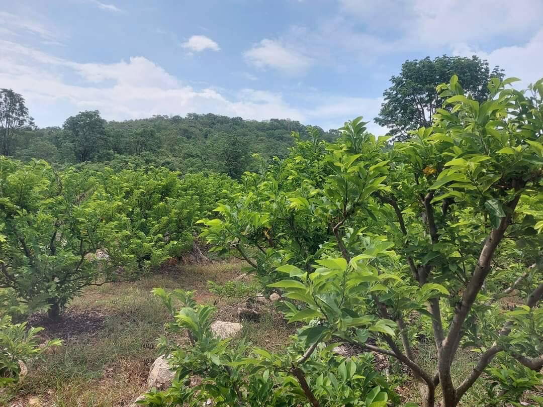 รูป ขายที่ดินปากช่อง 7-3-81 ไร่ 7.55 ล้าน บรรยากาศวิถีเกษตรแท้ ไร่ละไม่ถึงล้าน ราคาต่ำกว่าตลาด - รูปที่ 4/8