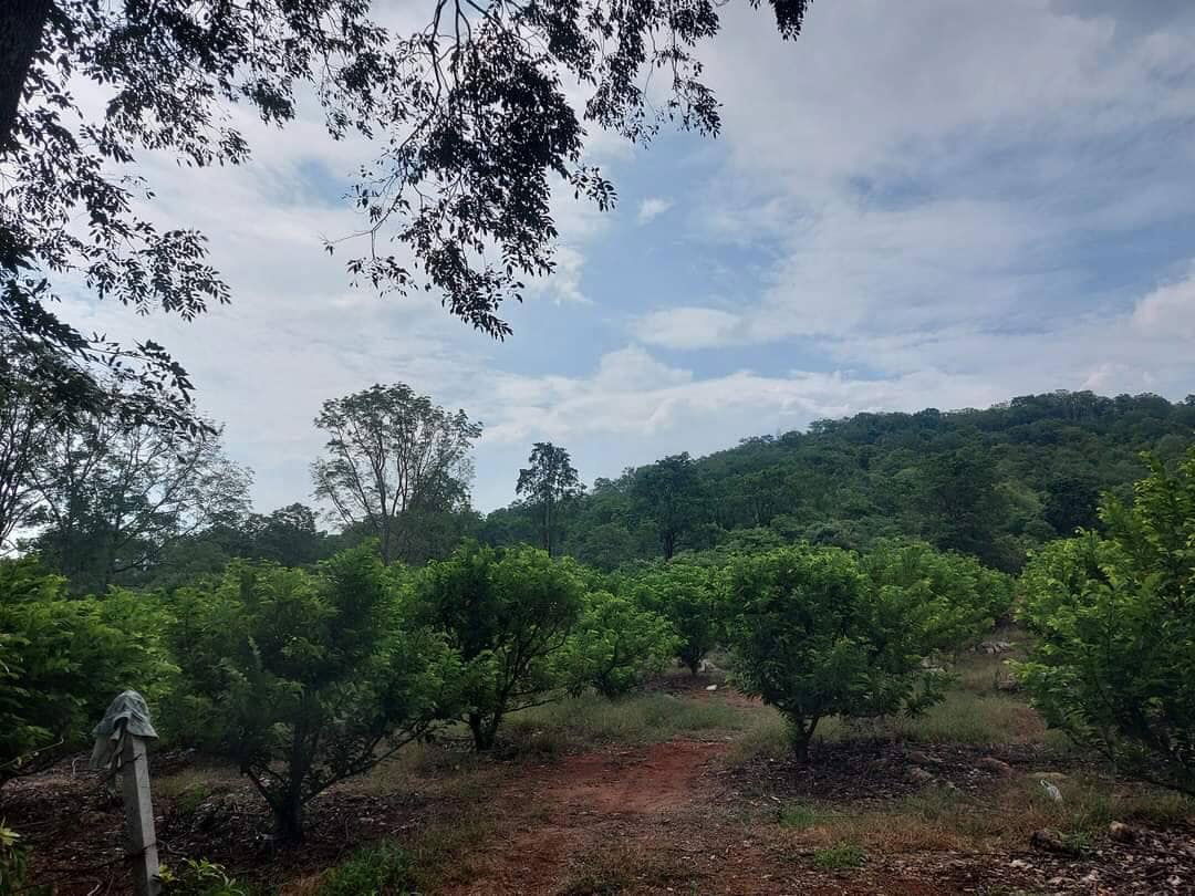 รูป ขายที่ดินปากช่อง 7-3-81 ไร่ 7.55 ล้าน บรรยากาศวิถีเกษตรแท้ ไร่ละไม่ถึงล้าน ราคาต่ำกว่าตลาด - รูปที่ 2/8