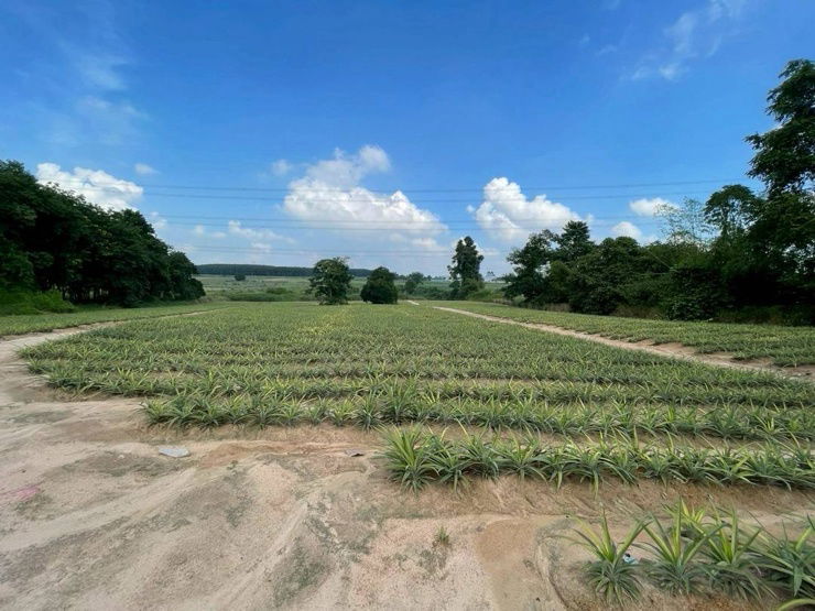 picture ðĢRayong land, purple land, next to road 2015 - 2/5