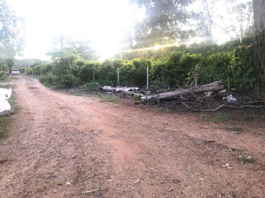 รูป ขายที่ดินปากช่อง 7-3-81 ไร่ 7.55 ล้าน บรรยากาศวิถีเกษตรแท้ ไร่ละไม่ถึงล้าน ราคาต่ำกว่าตลาด - รูปที่ 6/8