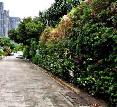 ที่ดิน ไบเทค บางนา : ขายที่ดิน ถนนสุขุมวิท101/1 วชิรธรรมสาทิต  105 ตร.ว แปลงสี่เหลี่ยมหน้ากว้าง ที่สวยทำเลดีมาก เข้าจากถนนสุขุมวิทนิดเดียว ใก้ลรถไฟฟ้าสถานีปุณณวิถี