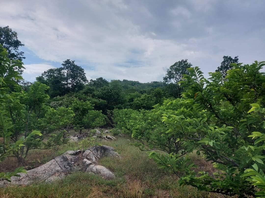 รูป ขายที่ดินปากช่อง 7-3-81 ไร่ 7.55 ล้าน บรรยากาศวิถีเกษตรแท้ ไร่ละไม่ถึงล้าน ราคาต่ำกว่าตลาด - รูปที่ 3/8