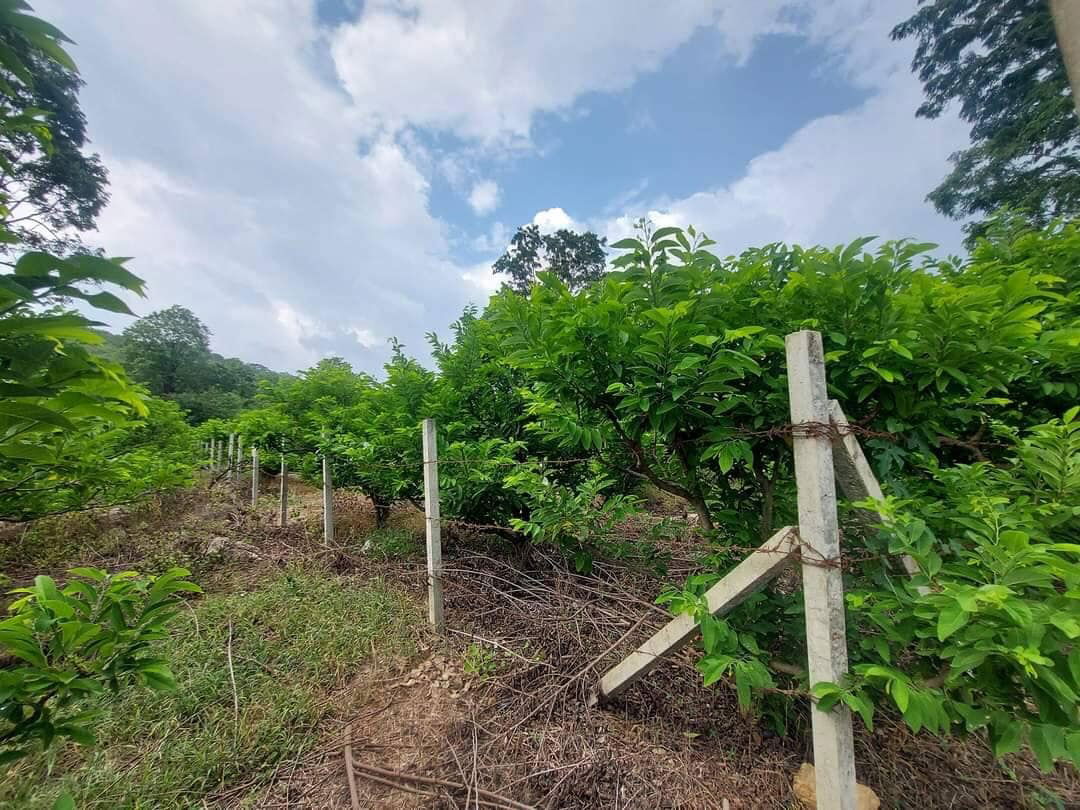 รูป ขายที่ดินปากช่อง 7-3-81 ไร่ 7.55 ล้าน บรรยากาศวิถีเกษตรแท้ ไร่ละไม่ถึงล้าน ราคาต่ำกว่าตลาด - รูปที่ 5/8