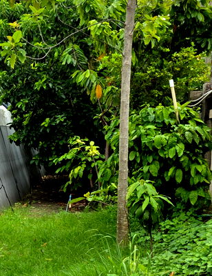 ที่ดิน ไบเทค บางนา : ขายที่ดินซอยสุขุมวิท64  1ไร่  ที่สวยแปลงสี่เหลี่ยม ไฟฟ้า ประปาพร้อมใช้ ใก้ลBTSปุณณวิถี ทางด่วน