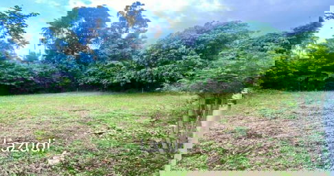 Tranquil Oasis for Your Dream Villa: Affordable Land in Maenam, Koh Samui