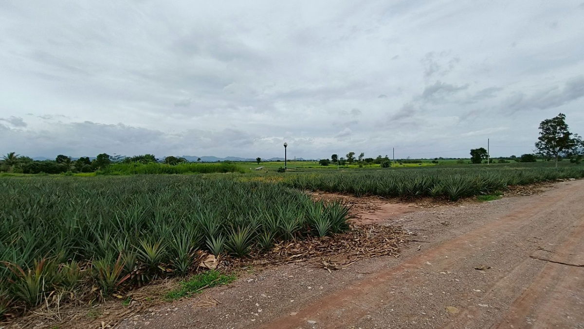 picture Lands for sale in Hua-hin 1.4 m. baht per rai - 4/13