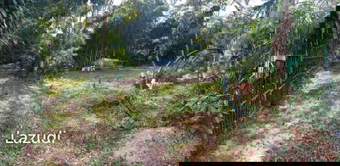 1,166 SQ.M. Land for Sale In Pornprapanimit