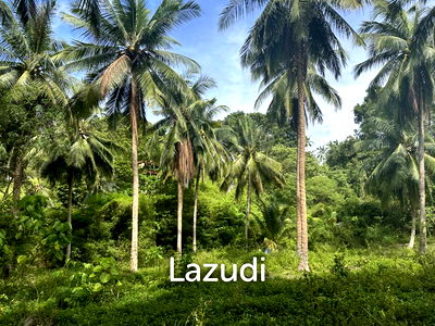 Land for rent Surat Thani : Beautiful 3 rai plot for sale, located in a quiet jungle setting