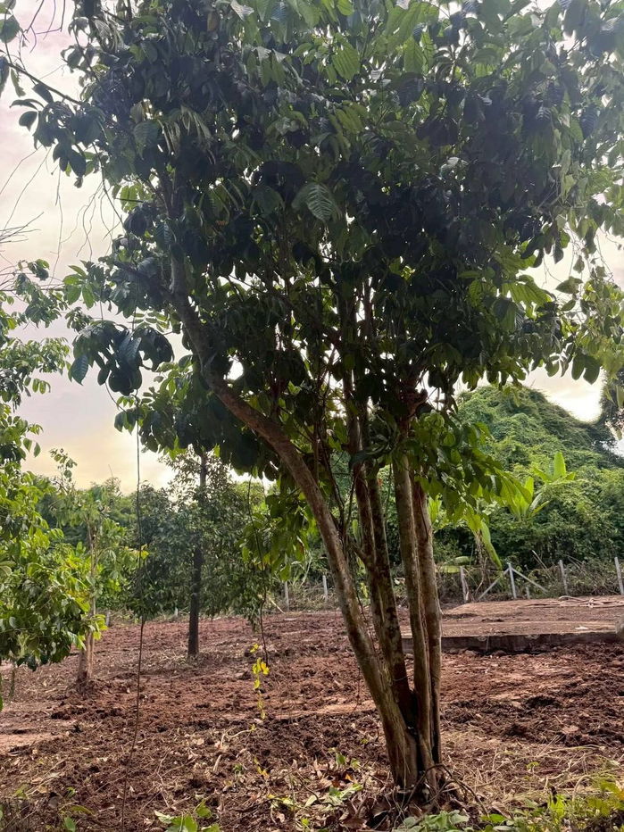 picture Urgent sale need money,reduced by almost2 million almost2rai of land next to the river5.9 millionnow 4.5 million100 meter concrete road,  - 17/21