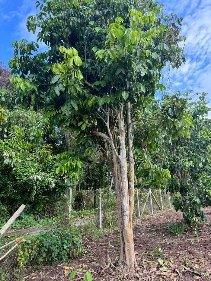 picture Urgent sale need money,reduced by almost2 million almost2rai of land next to the river5.9 millionnow 4.5 million100 meter concrete road,  - 15/21