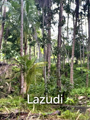 Land for rent Surat Thani : 2 Rai Strategically Located Just 2 Minutes from Chaloklum