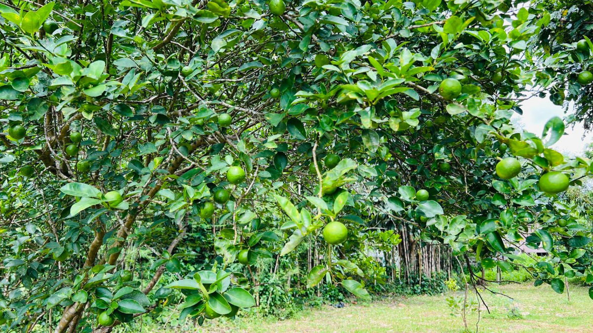 รูป 1ไร่1งาน52ตรว2200000ต.นาหินลาดอ.ปากพลีนครนายกมีเพื่อนบ้านติดน้ำไฟน้ำพร้อมดิเดิมสมบูรณ์ปลูกผลไม้ได้มีทุเรียนมะม่วงลำใยบางส่วนหม้อแปลงติดถนนโฉนดครุฑแดง - รูปที่ 9/14