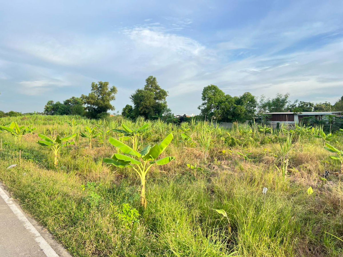 picture Land for sale, Khlong 3, Khlong Luang, Pathum Thani, 100 sq m, 990,000 baht, beautiful plot, good location, concrete road, water, 3-phase electricity, - 13/24