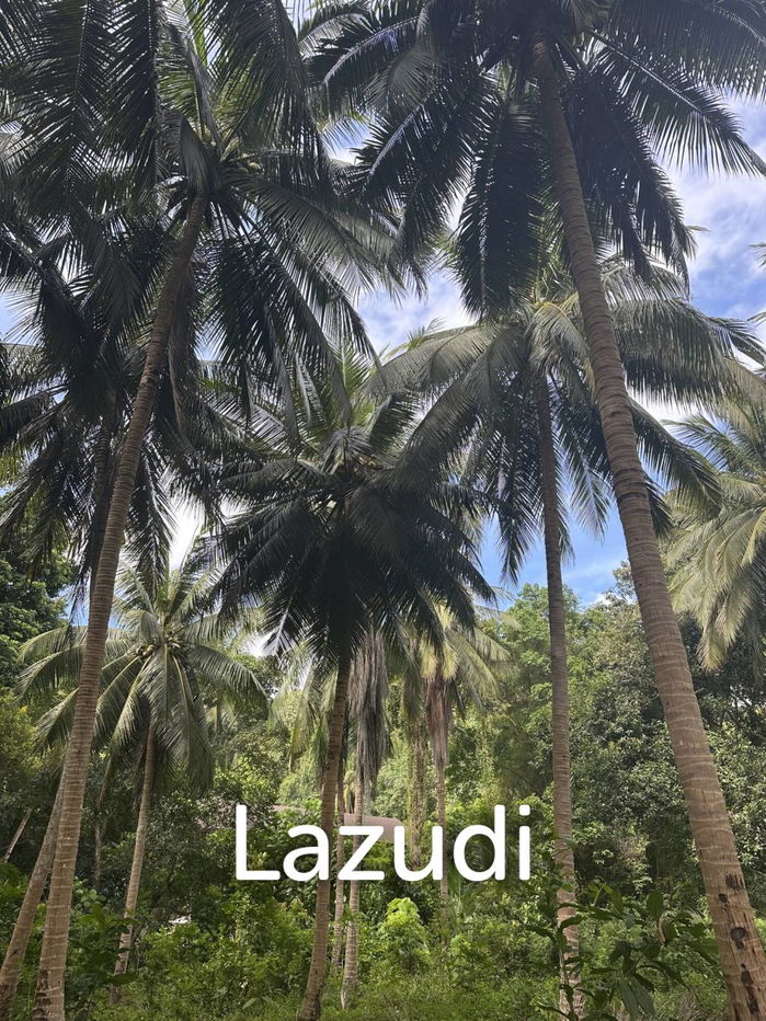 รูป Beautiful 3 rai plot for sale, located in a quiet jungle setting - รูปที่ 5/10