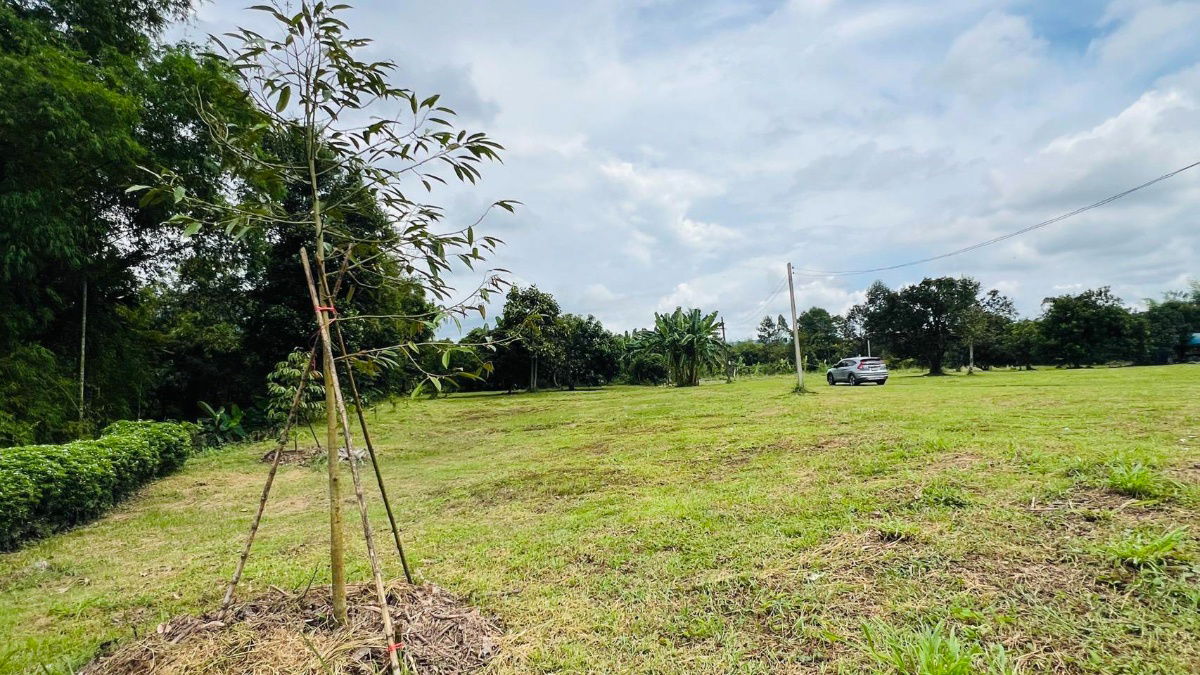 รูป 1ไร่1งาน52ตรว2200000ต.นาหินลาดอ.ปากพลีนครนายกมีเพื่อนบ้านติดน้ำไฟน้ำพร้อมดิเดิมสมบูรณ์ปลูกผลไม้ได้มีทุเรียนมะม่วงลำใยบางส่วนหม้อแปลงติดถนนโฉนดครุฑแดง - รูปที่ 10/14