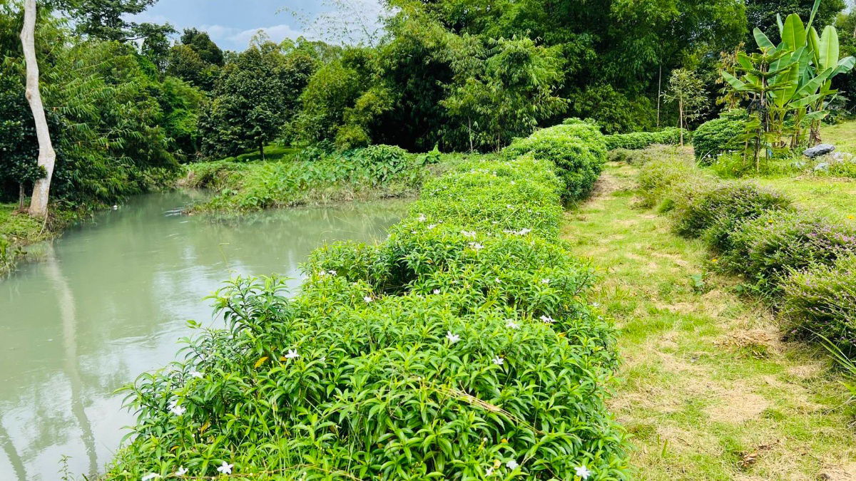 รูป 1ไร่1งาน52ตรว2200000ต.นาหินลาดอ.ปากพลีนครนายกมีเพื่อนบ้านติดน้ำไฟน้ำพร้อมดิเดิมสมบูรณ์ปลูกผลไม้ได้มีทุเรียนมะม่วงลำใยบางส่วนหม้อแปลงติดถนนโฉนดครุฑแดง - รูปที่ 7/14