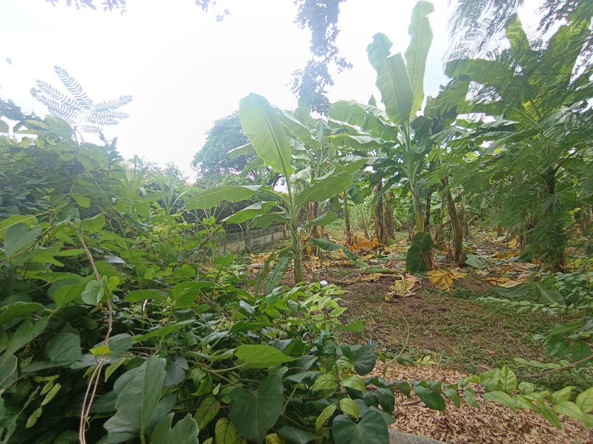 รูป ขายที่ดิน หมู่บ้านปัญญา P4 ถนนปัญญาอินทรา พระยาสุเรนทร์ กทม - รูปที่ 12/23