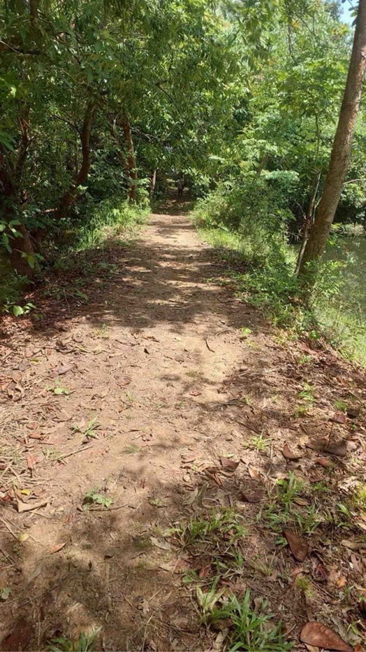 picture 🌳 Land for Sale –Serene and Shady with Natural Surroundings - 5/7