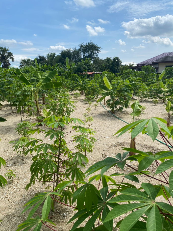 รูป ขายที่ดินใจกลางมิตรสัมพันธ์​ราคาถูก - รูปที่ 4/4