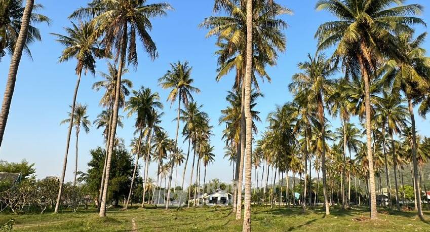 รูป ที่ดินสำหรับปล่อยขาย 16,000 ตารางเมตร แถว ใน คลองวาฬ (ID 1817518) - รูปที่ 5/15