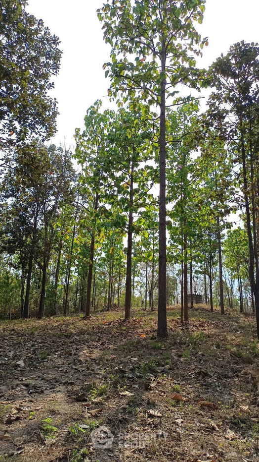 รูป ที่ดินสำหรับปล่อยขาย 15,564 ตารางเมตร แถว ใน สบเปิง (ID 1540115) - รูปที่ 7/9