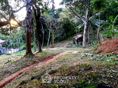 ที่ดิน ม.สงขลานครินทร์ วิทยาเขตภูเก็ต : ที่ดินสำหรับปล่อยขาย 30,448 ตารางเมตร แถว ใน ป่าตอง (ID 2149582)