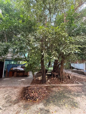 รูป HU7006 บ้านเดี่ยวให้เช่า ลาดพร้าว 109 กรุงเทพมหานคร - รูปที่ 8/8