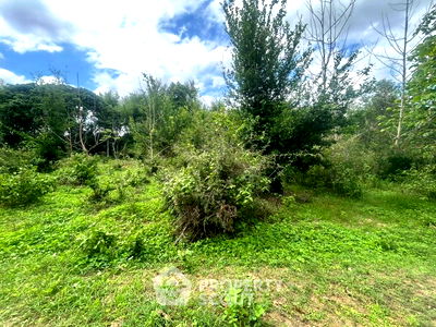 ที่ดิน ม.แม่โจ้ : ที่ดินสำหรับปล่อยขาย 4,460 ตารางเมตร แถว ใน หนองหาน (ID 1723893)