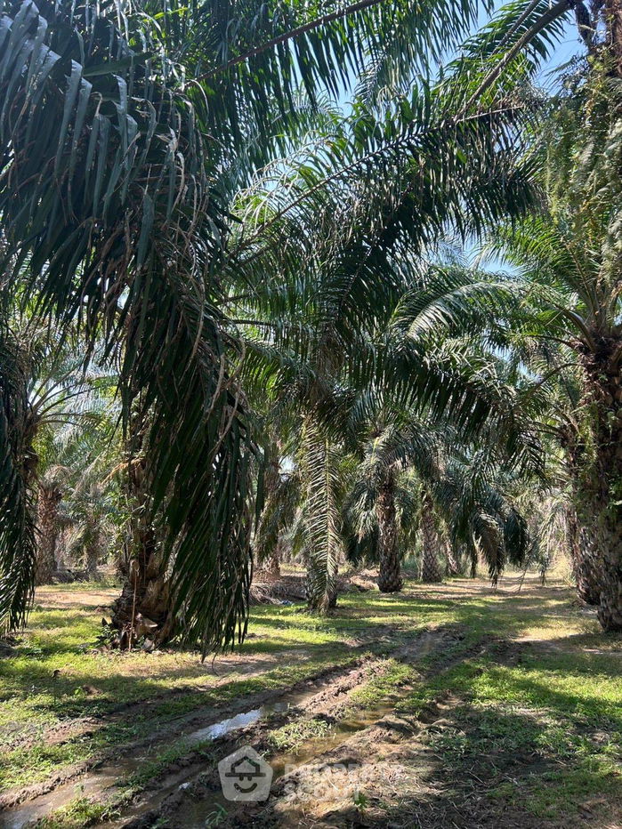 รูป ที่ดินสำหรับปล่อยขาย 32,000 ตารางเมตร แถว ใน ไร่ใหม่พัฒนา (ID 2024255) - รูปที่ 1/5