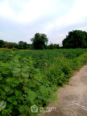 ที่ดิน นิคมปิ่นทอง : ที่ดินสำหรับปล่อยขาย 480 ตารางเมตร แถว ใน หนองขาม (ID 2089362)