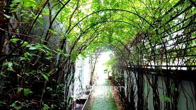 บ้านเดี่ยว กรุงเทพมหานคร : บ้าน 3-ห้องนอน ที่ บ้านกลางเมือง วิภาวดี64 ใน ตลาดบางเขน (ID 2150569)