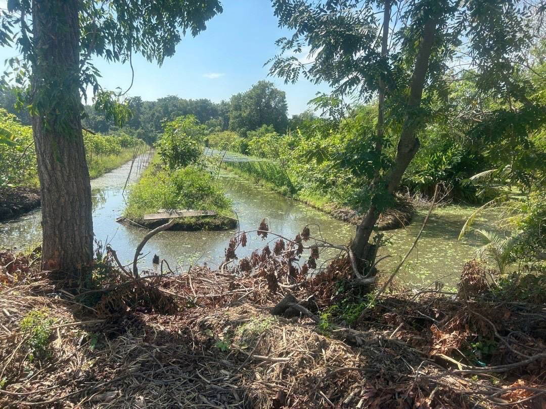 รูป ที่ดินบ้านสวนหนองจรเข้อ.หนองแคสระบุรี2ไร่มี9ล็อกไร่ละ780000ใกล้หนองตะเฆ่400มอ.หนองแค3กมอ.เมืองสระบุรี22กมถนนคอนกรีตน้ำไฟ3เฟสผ่อน2ปี - รูปที่ 17/19