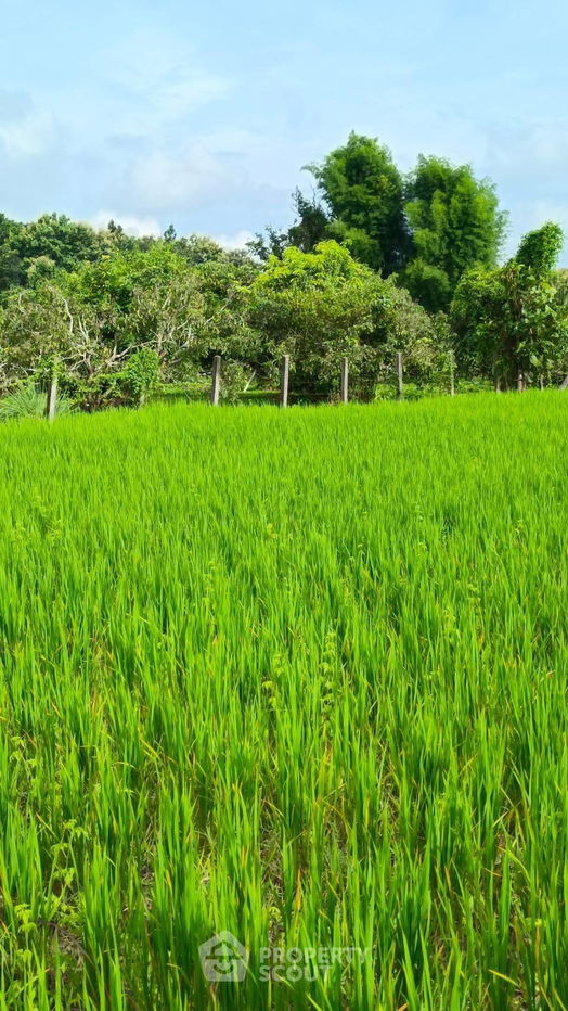 รูป ที่ดินสำหรับปล่อยขาย 8,048 ตารางเมตร แถว ใน สบเปิง (ID 1540121) - รูปที่ 1/8