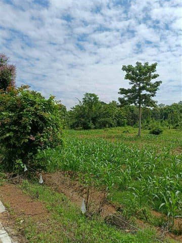 รูป ที่ดินสวย 120 ตรว. ไว้ปลูกบ้าน อ.เกาะคา ต.วังพร้าว ราคา 145,000 บาท - รูปที่ 1/3