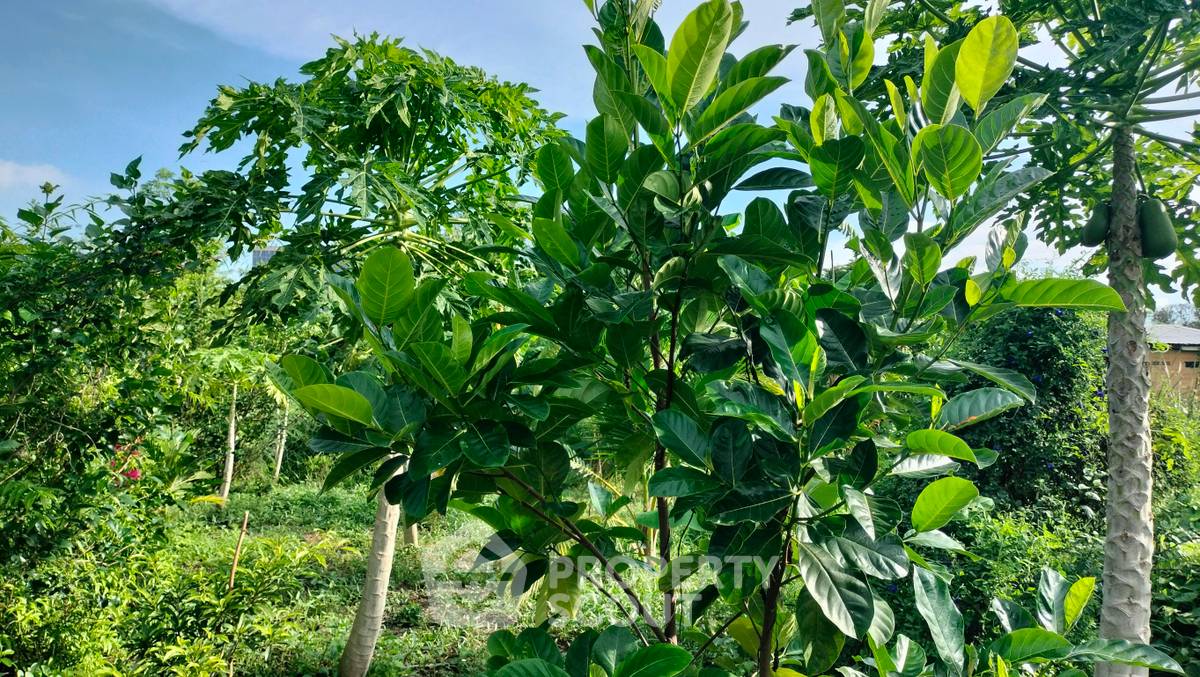 รูป ที่ดินสำหรับปล่อยขาย 1,800 ตารางเมตร แถว ใน ท่าอิฐ (ID 2104949) - รูปที่ 4/5