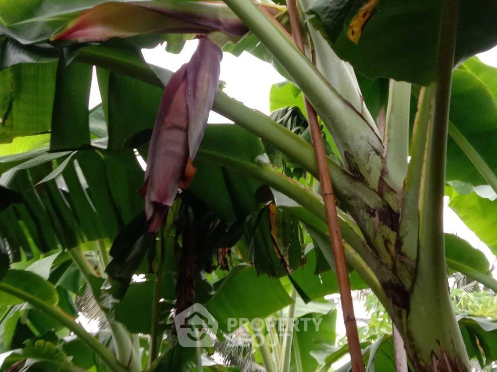 รูป ที่ดินสำหรับปล่อยขาย 10,556 ตารางเมตร แถว ใกล้ โครงการชั่งหัวมัน ตามพระราชดำริ (ID 1439686) - รูปที่ 3/5