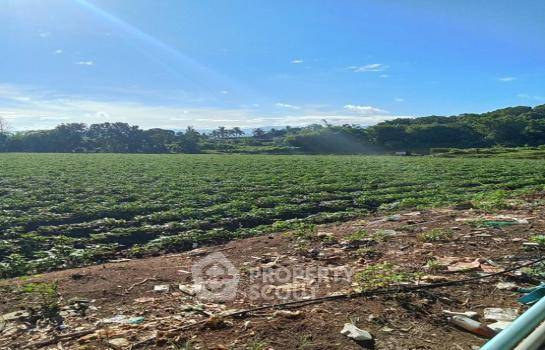 รูป ที่ดินสำหรับปล่อยขาย 240.8 ตารางเมตร แถว ใน แม่สูน (ID 1946944) - รูปที่ 5/5