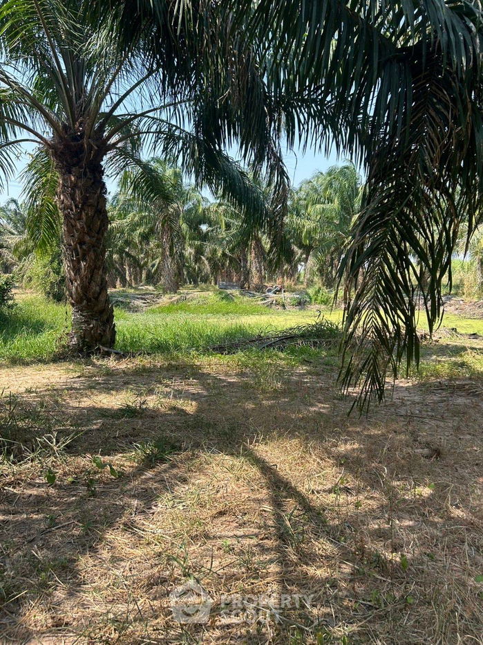 รูป ที่ดินสำหรับปล่อยขาย 32,000 ตารางเมตร แถว ใน ไร่ใหม่พัฒนา (ID 2024255) - รูปที่ 2/5