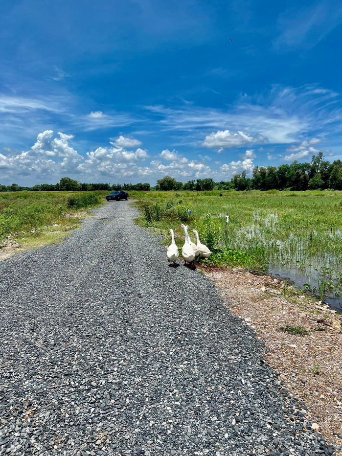 picture Ban Na Ban Phrik Subdistrict Ban Na Nakhon District 2-200 sq m450,000 baht7 km from the 4-lane road Wihan Daeng water and electricity included,  - 15/19