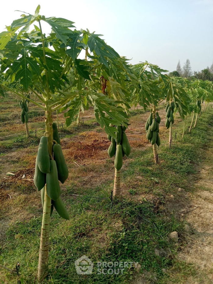 รูป ที่ดินสำหรับปล่อยขาย 8,000 ตารางเมตร แถว ใน วังก์พง (ID 1532197) - รูปที่ 3/4