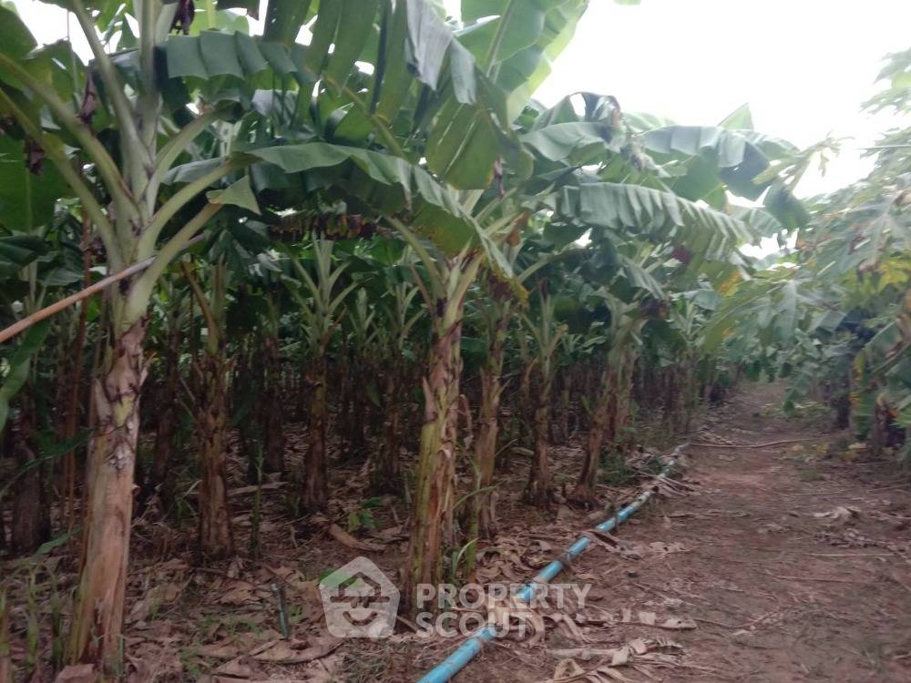 รูป ที่ดินสำหรับปล่อยขาย 10,556 ตารางเมตร แถว ใกล้ โครงการชั่งหัวมัน ตามพระราชดำริ (ID 1439686) - รูปที่ 5/5