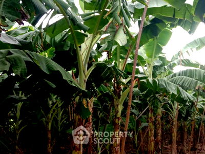 ที่ดิน ท่ายาง เพชรบุรี : ที่ดินสำหรับปล่อยขาย 10,556 ตารางเมตร แถว ใกล้ โครงการชั่งหัวมัน ตามพระราชดำริ (ID 1439686)