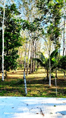 ที่ดิน ถลาง ภูเก็ต : ที่ดินสำหรับปล่อยขาย 1,636 ตารางเมตร แถว ใน ศรีสุนทร (ID 1443945)