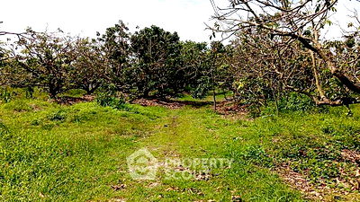 ที่ดิน หางดง เชียงใหม่ : ที่ดินสำหรับปล่อยขาย 5,004 ตารางเมตร แถว ใน หนองตอง (ID 1442049)