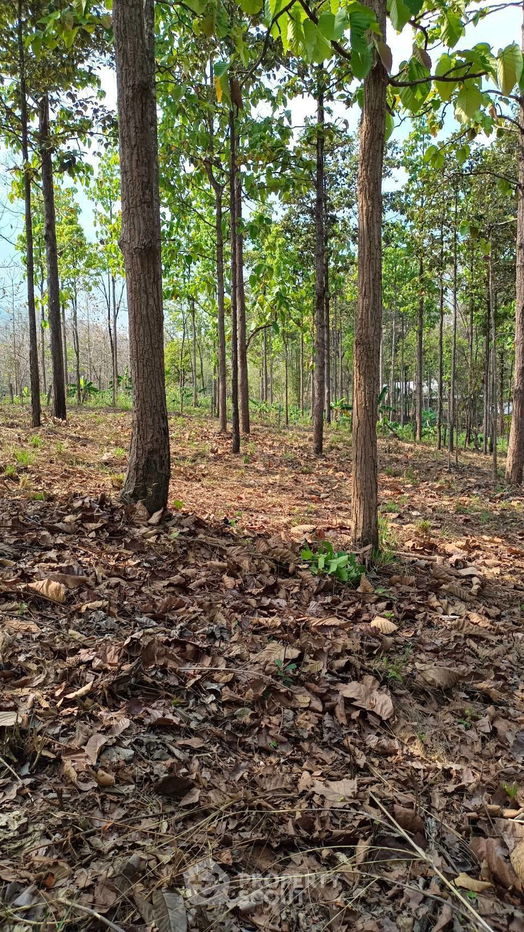 รูป ที่ดินสำหรับปล่อยขาย 15,564 ตารางเมตร แถว ใน สบเปิง (ID 1540115) - รูปที่ 9/9