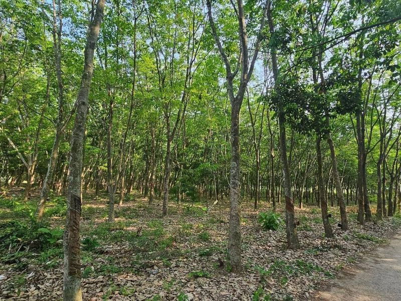 picture Land for sale for factory construction, beautiful plot, Khao Khan Song District, Sriracha, Chonburi - 6/9
