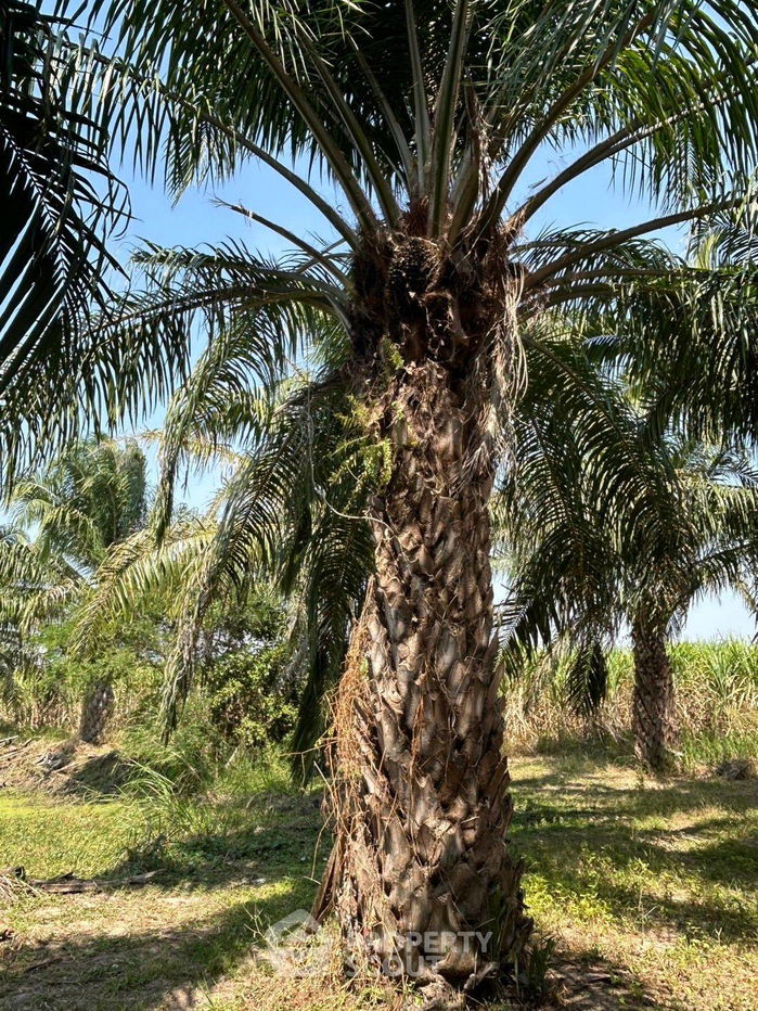 รูป ที่ดินสำหรับปล่อยขาย 32,000 ตารางเมตร แถว ใน ไร่ใหม่พัฒนา (ID 2024255) - รูปที่ 4/5