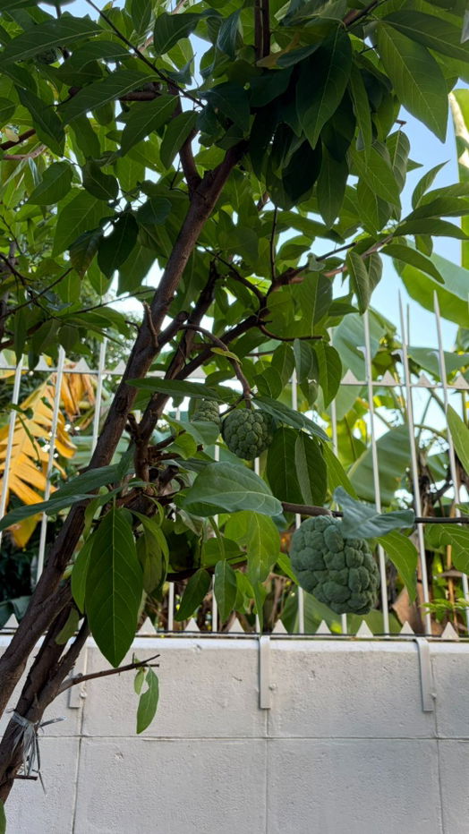 รูป ขายบ้านแฝดอารมณ์บ้านเดี่ยว สไตล์มินิมอล สวย สะอาด ปรับปรุงใหม่ พร้อมอยู่   ทำเลสะดวก ใกล้ Central ปิ่นเกล้า - รูปที่ 27/32