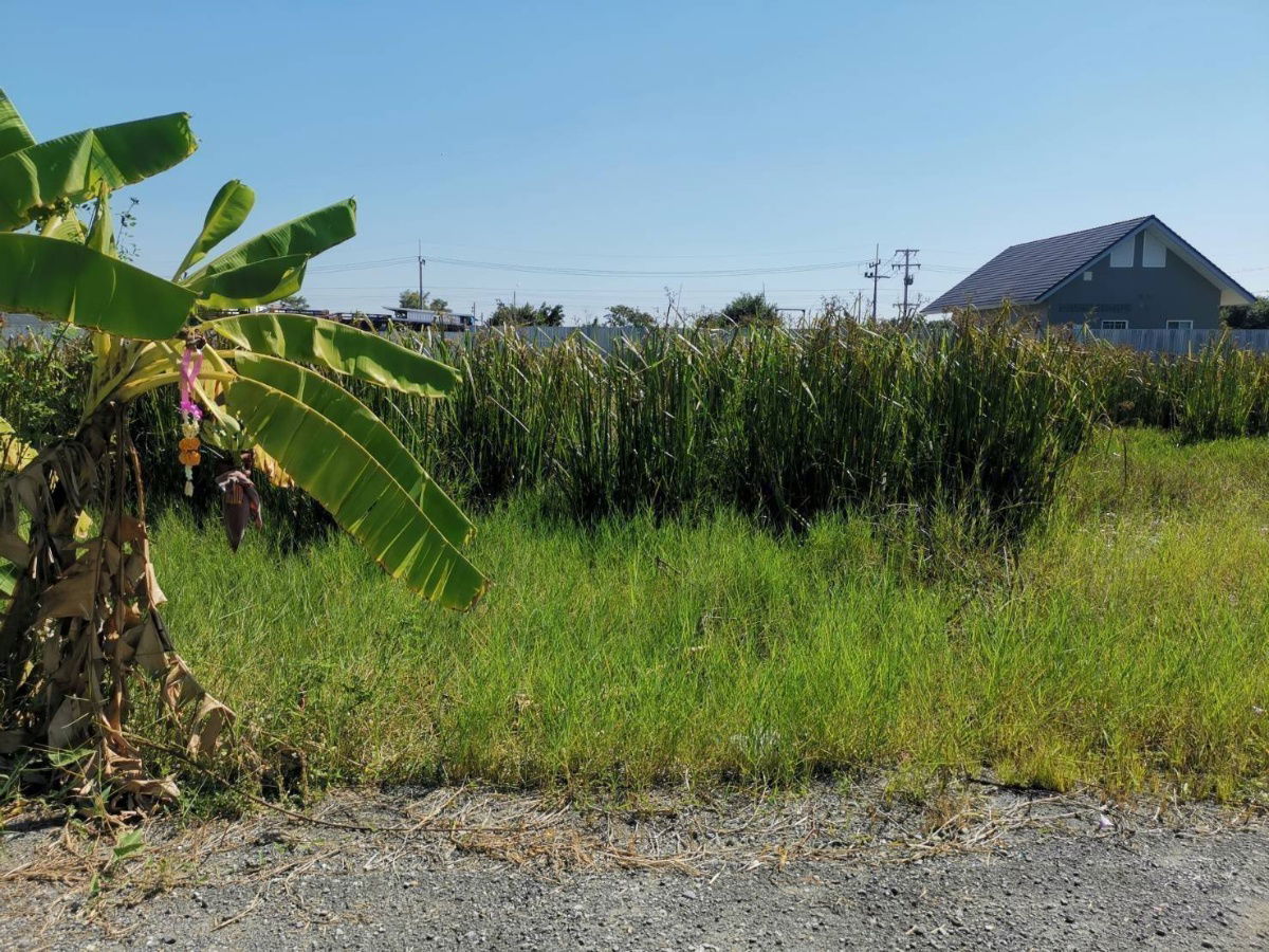 รูป ที่ดินคลอว6คลองหลวงปทุมธานีซ.คึกคฤทธิ์ใกล้แยกหนองเสือ1ไร่3800000ย่านรังสิตธัญบุรีสะดวกติดถนนลำลูกกาวังน้อยใกล้ดูโฮมค6บิ๊กซีค6ทำกิจการเก็งกำไร - รูปที่ 11/18